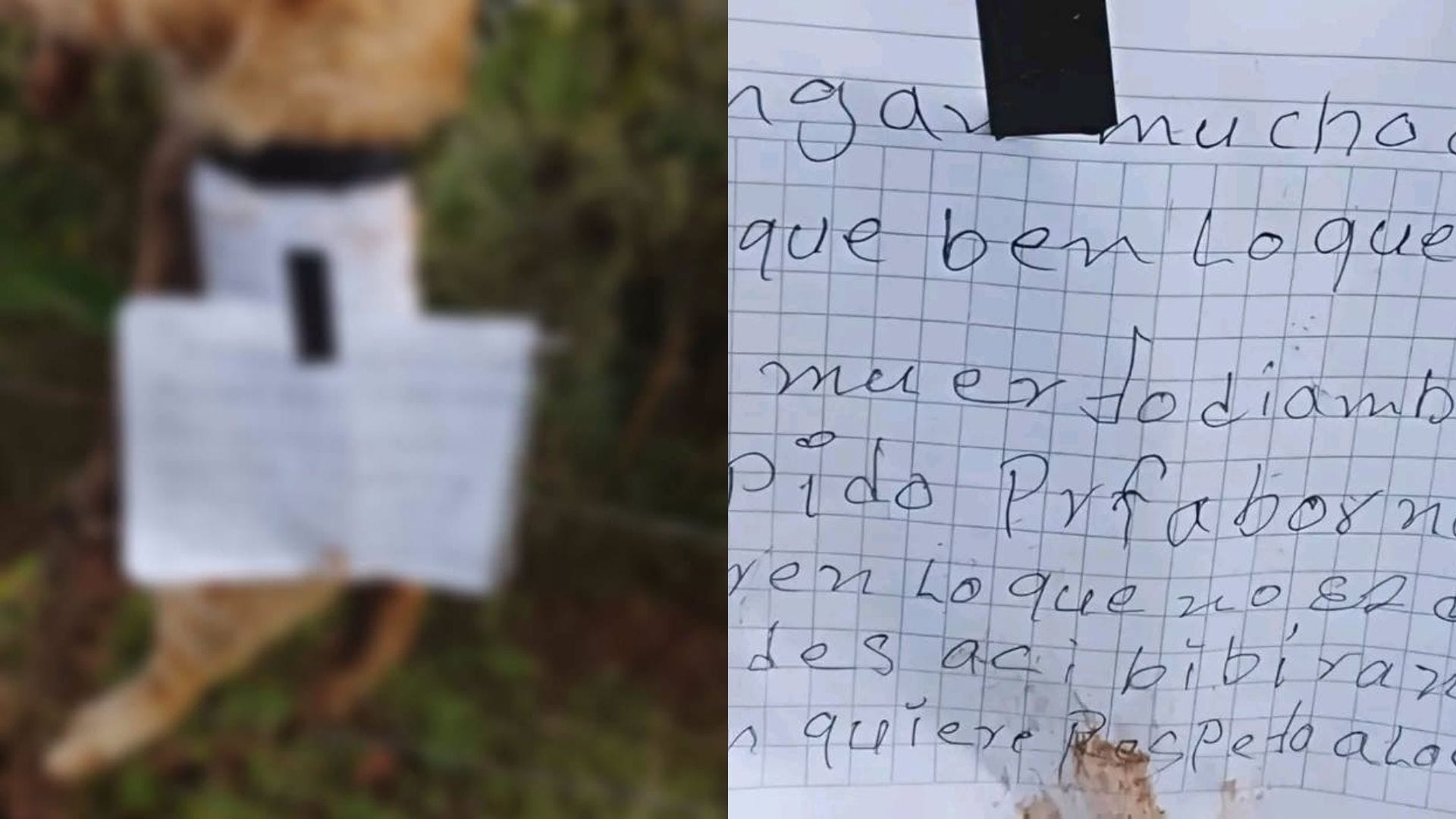 Investigan presunto caso de maltrato animal en Lolotla tras hallazgo de gatito sin vida