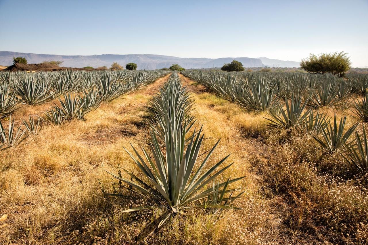 Día del Tequila: Herradura reafirma su esencia con innovación y raíces firmes imagen destacada