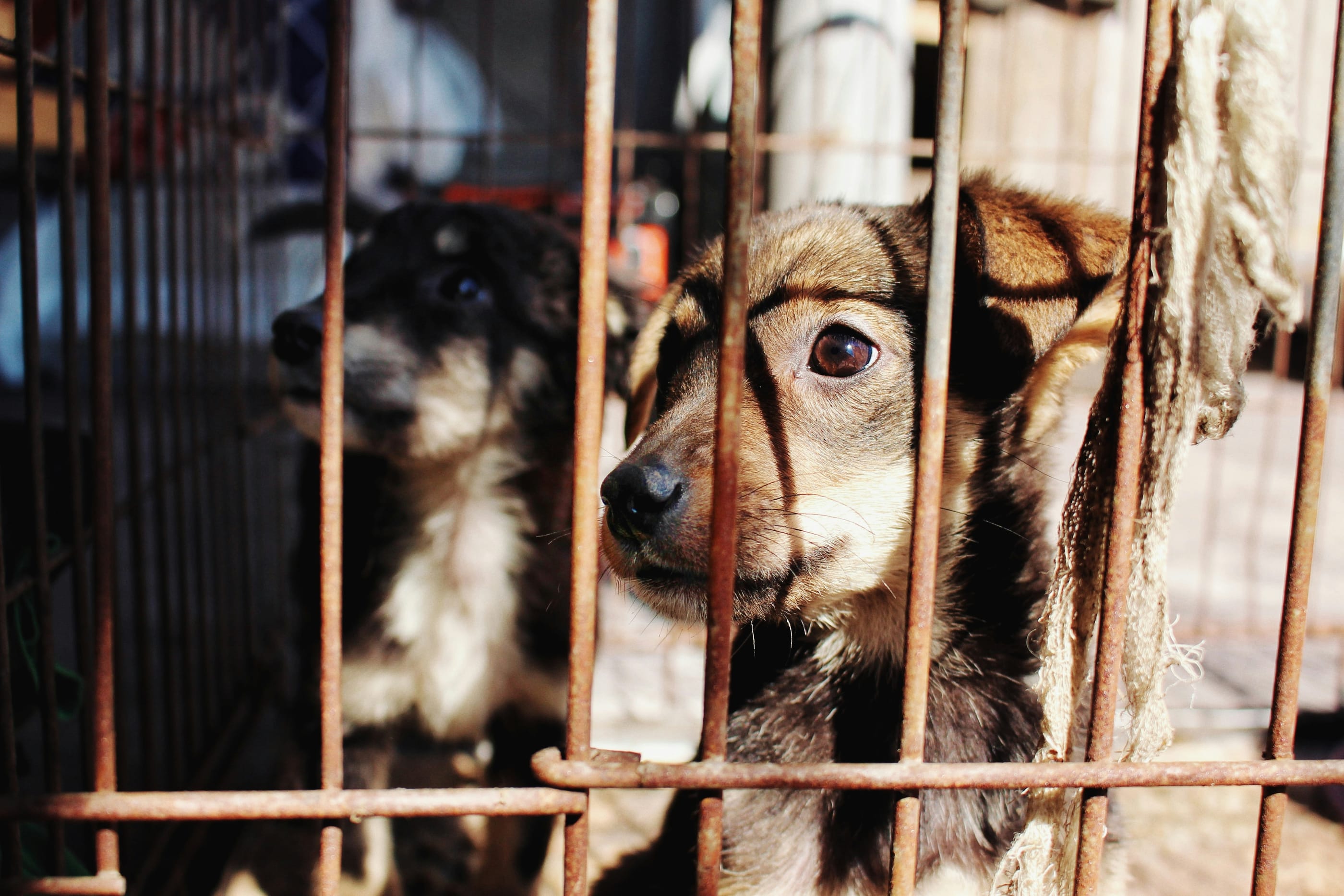 Rescatan a tres perros víctimas de maltrato en Pachuca imagen destacada