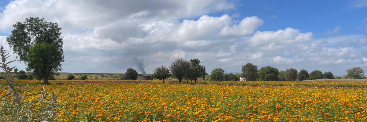 Floricultores de Doxey llenan de vida el Festival de las Flores 2025 imagen destacada