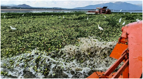Inician labores de retiro de lirio acuático en la presa Endhó tras presión de comunidades afectadas imagen destacada