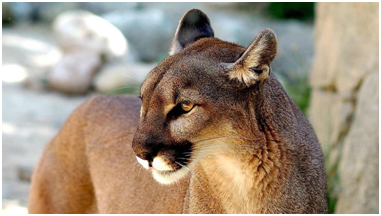 Alertan sobre la presencia de un puma en san Agustín Tlaxiaca y piden precauciones a la ciudadanía imagen destacada