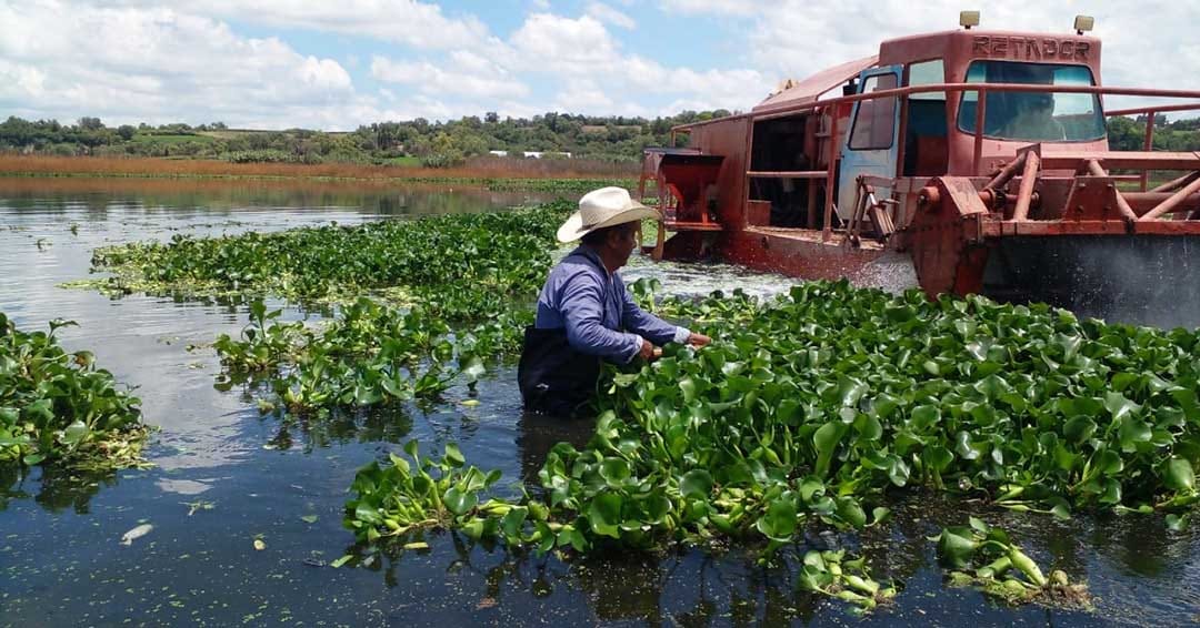 Fallas en maquinaria frenan combate al lirio acuático en la presa Endhó imagen destacada