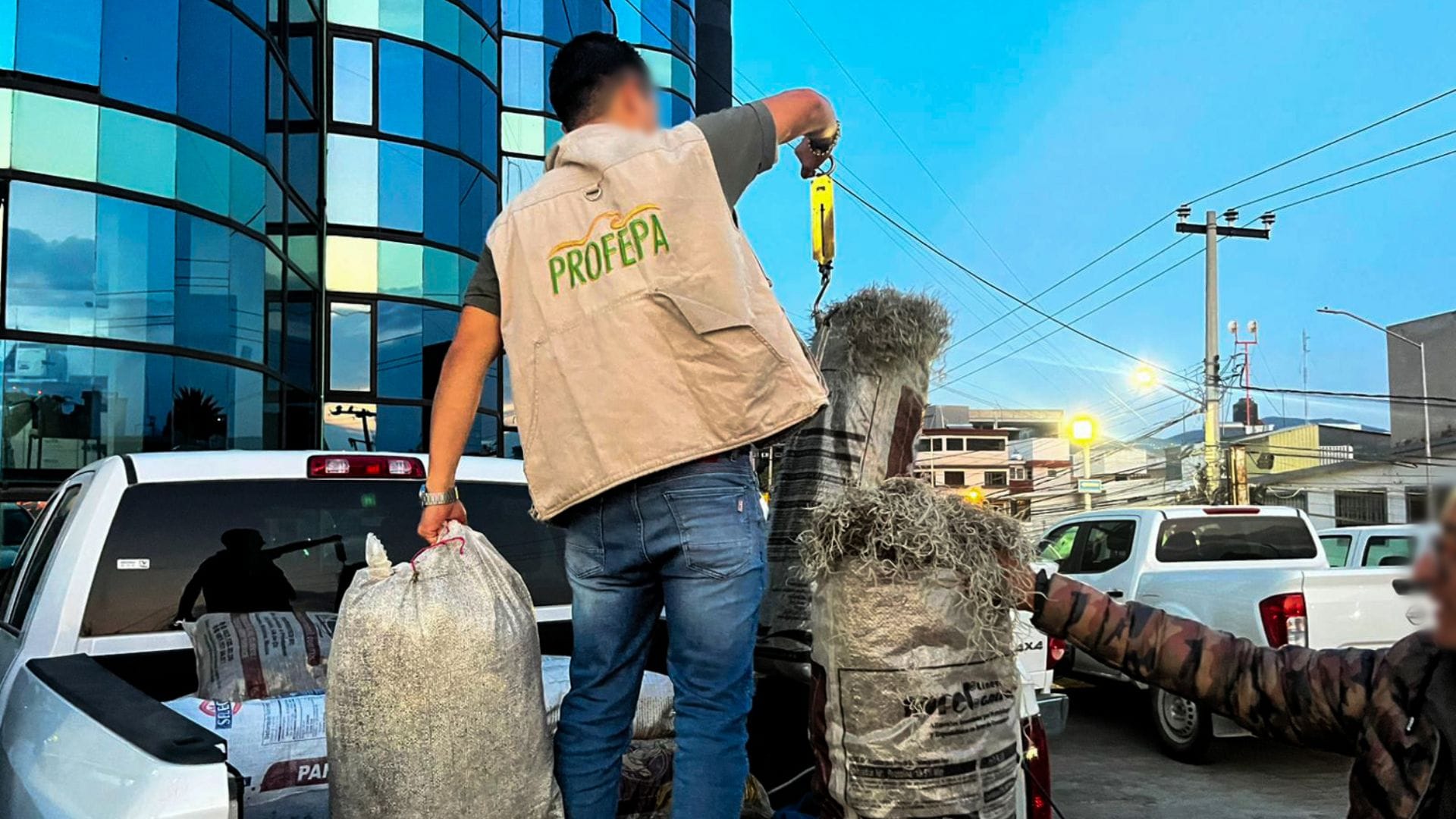 Aseguran más de 200 kilogramos de musgo y heno de procedencia ilegal en Almoloya External imagen destacada