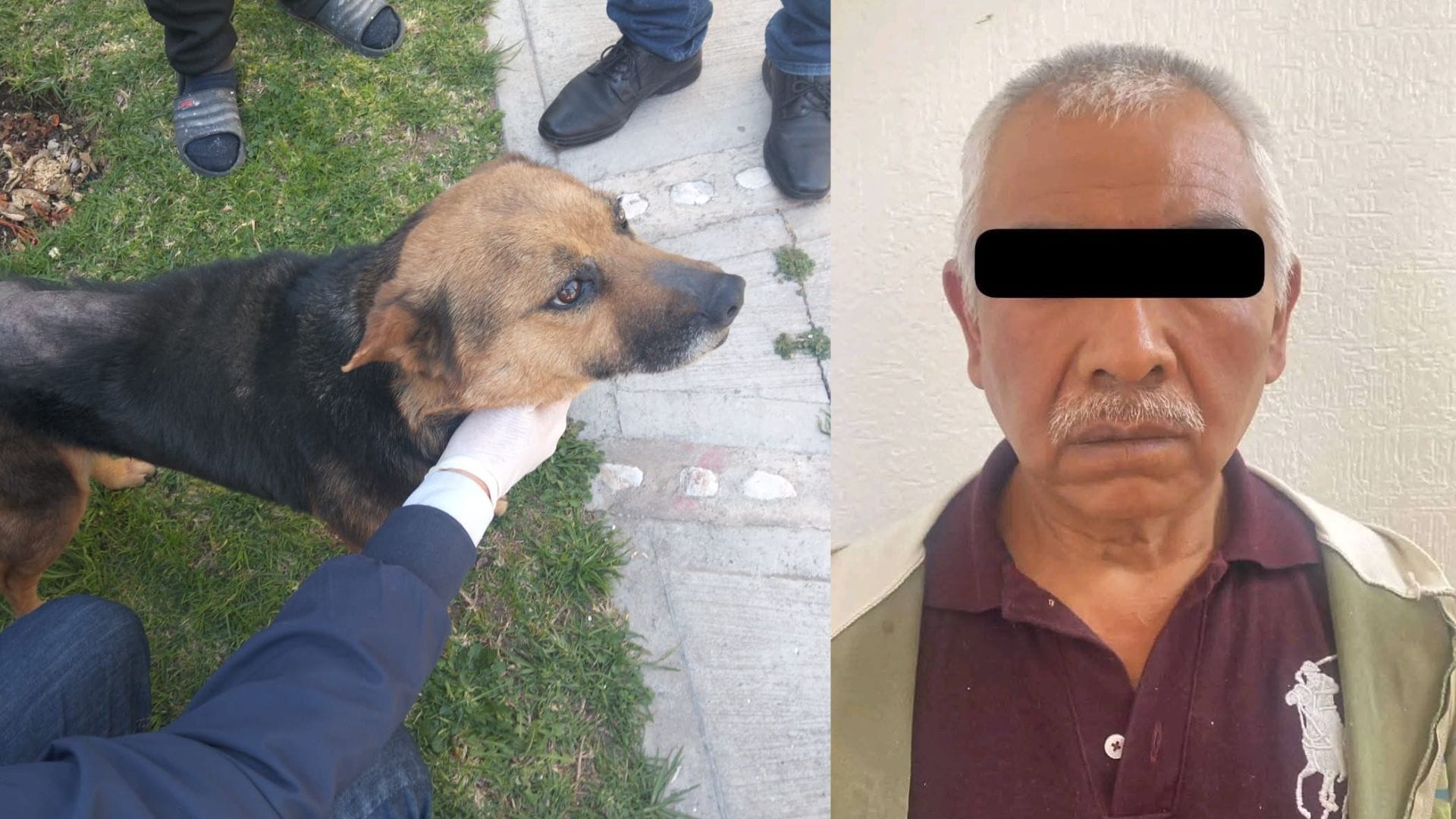 Rescatan a perrita en condiciones críticas en Mineral de la Reforma; hay un detenido por maltrato animal imagen destacada