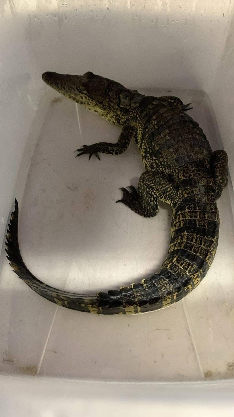 PROFEPA resguarda cocodrilo de pantano localizado en San Felipe Orizatlán imagen destacada