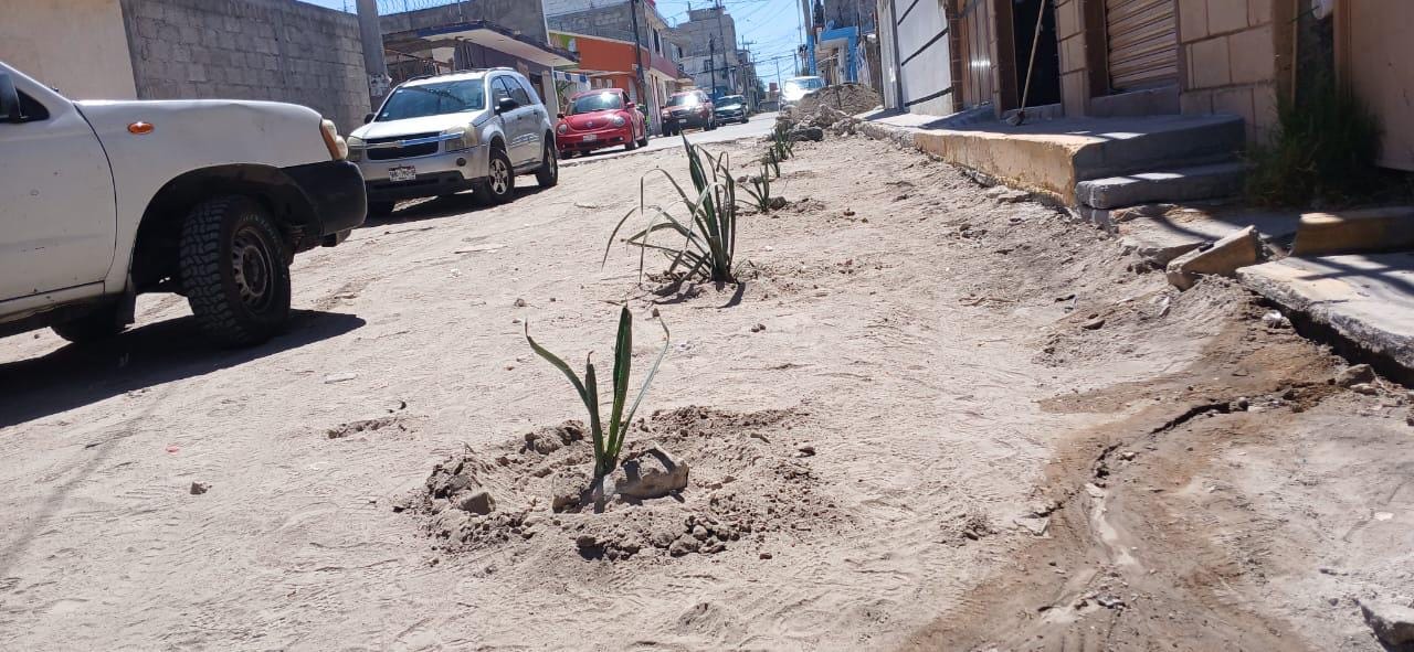 Vecinos "siembran" magueyes en protesta por obra inconclusa imagen destacada