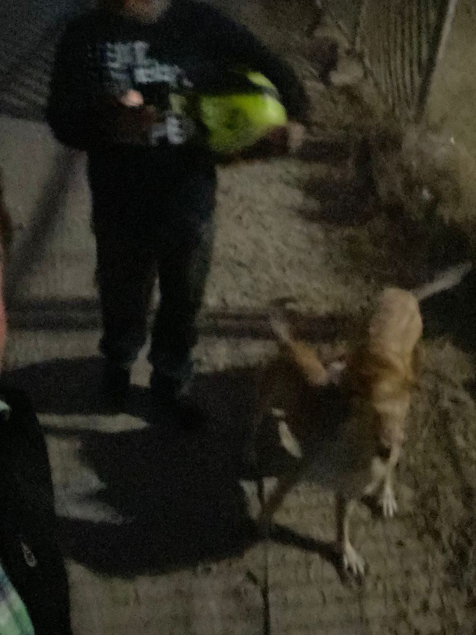 Rescatan a perro que estaba en riesgo de ahorcamiento en Tula imagen destacada