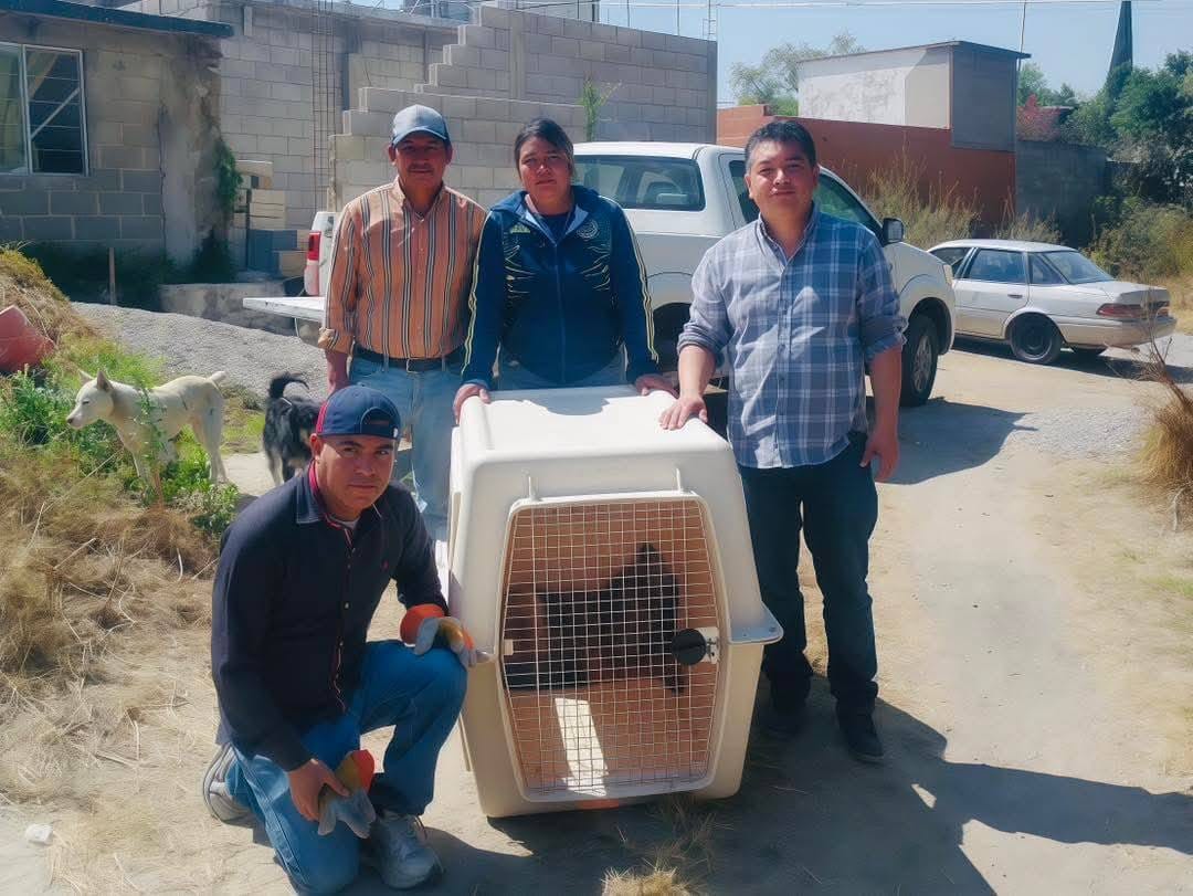 Rescatan a coyote atrapado en vivienda de Bominzthá imagen destacada