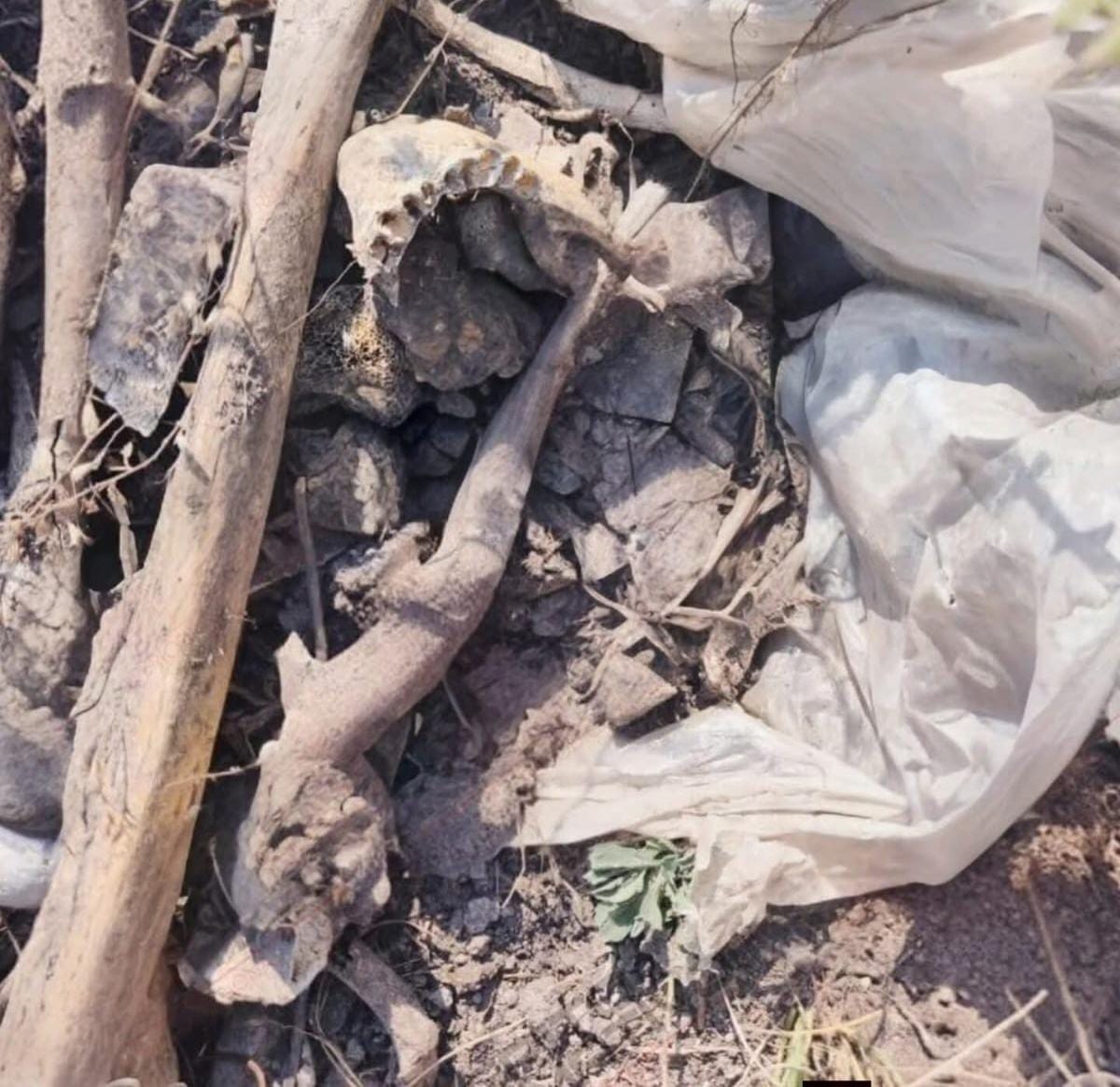 Localizan restos óseos en cerro de El Arenal; autoridades investigan posible origen humano imagen destacada