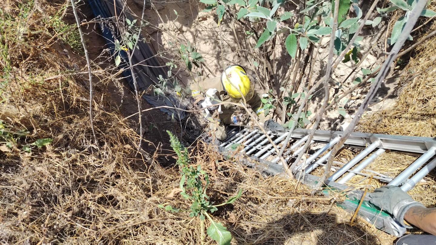 Rescate oportuno en Mixquiahuala: Protección Civil salva a canino atrapado en fosa profunda imagen destacada