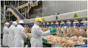 Fuga de hidrocarburo en planta procesadora de pollo,  obliga a evacuar a trabajadores imagen destacada