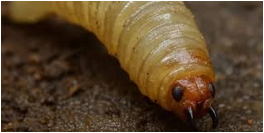 Alerta por gusano barrenador en la Huasteca; piden extremar cuidados en el ganado imagen destacada