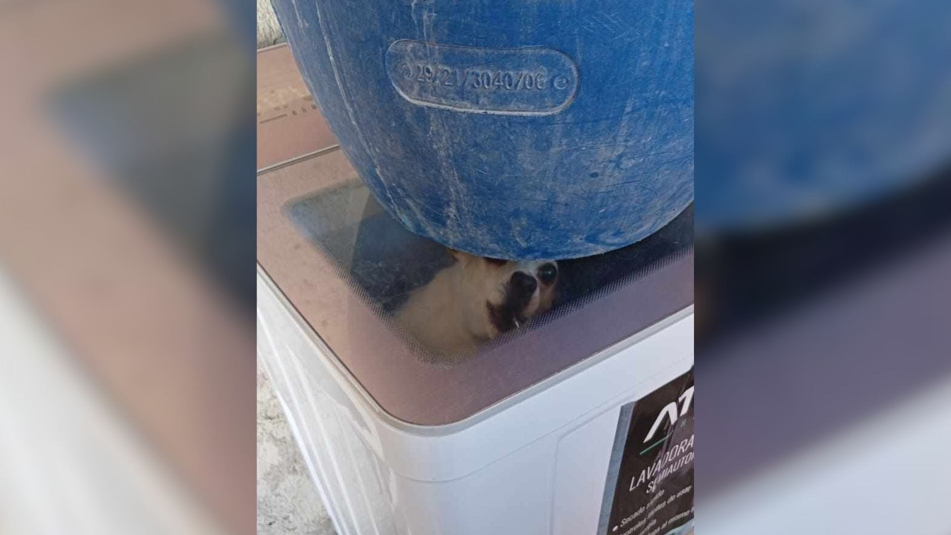 Denuncian probable maltrato animal en Mineral de la Reforma; rescatan a dos perros encerrados en una lavadora imagen destacada