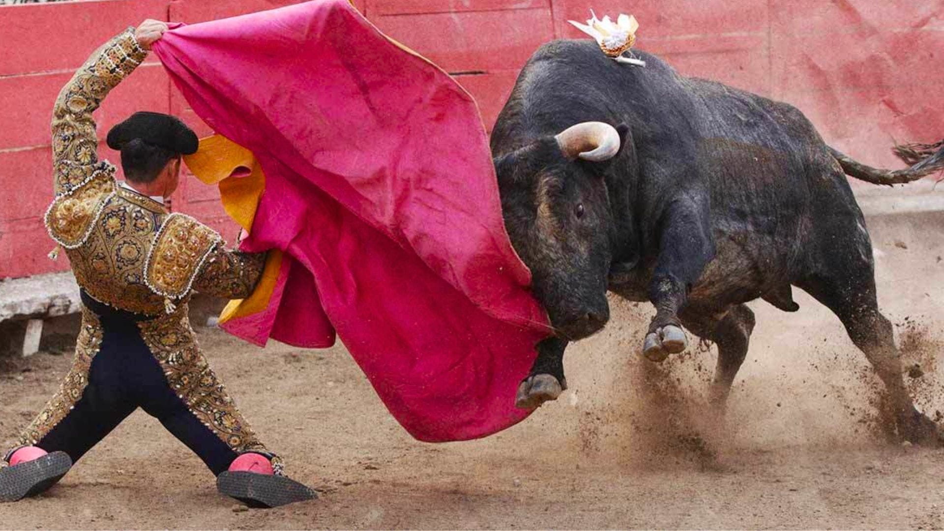 A un año, iniciativa para prohibir corridas de toros en Hidalgo sigue sin avance External imagen destacada