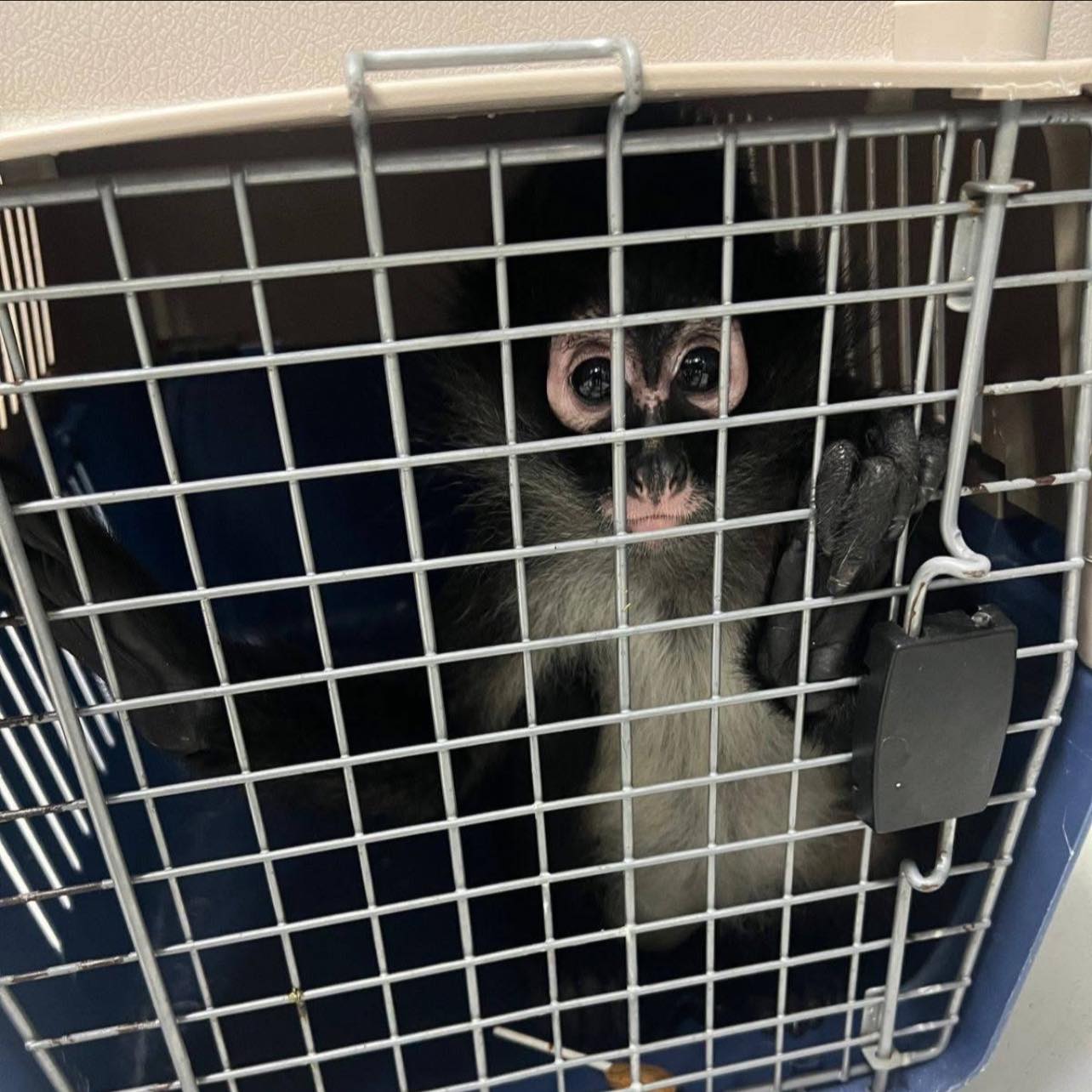 Rescatan mono araña y detienen a dos personas en Actopan imagen destacada