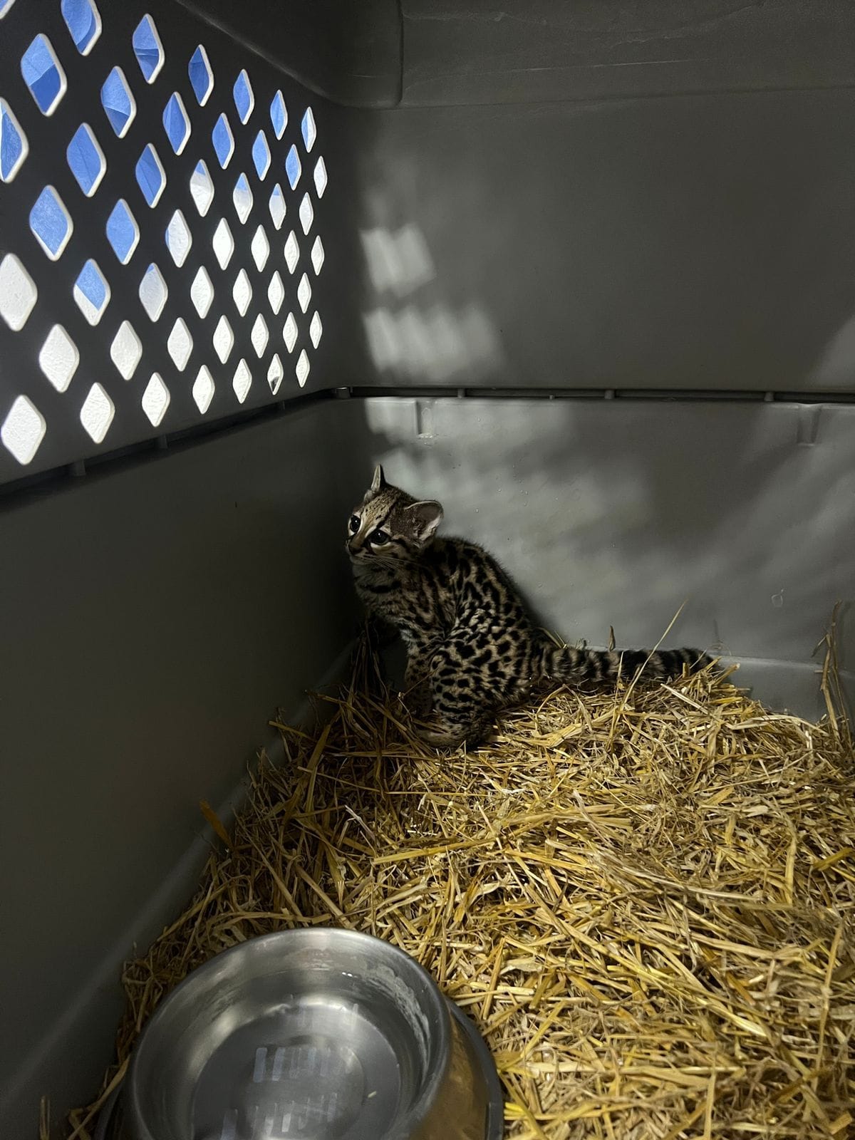 Pachuca da un paso más en la conservación de la vida silvestre con la llegada de Itzan imagen destacada