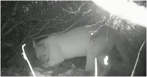 Refuerzan vigilancia tras avistamiento de puma en Tepetitlán imagen destacada