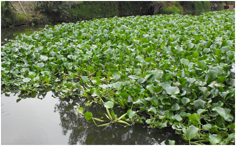 Avanza lirio acuático en presa de Alfajayucan; crece preocupación por daños y falta de respuesta imagen destacada