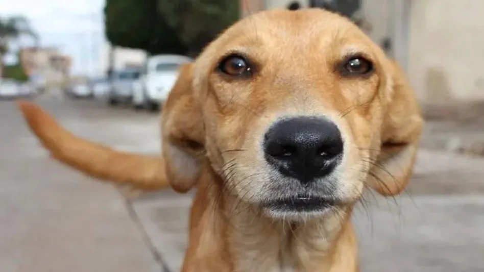 Crueldad sin castigo: el caso del perro “caramelo” que sacude a Huejutla imagen destacada