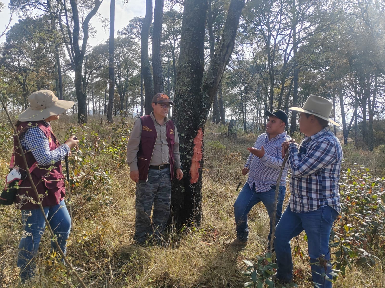 Gusano descortezador afecta más del 33% del bosque en el Parque Nacional El Chico imagen destacada