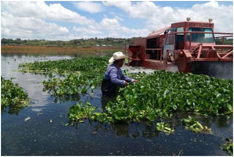 CONAGUA desplegará embarcación especializada para retirar lirio acuático de la Presa Endhó imagen destacada