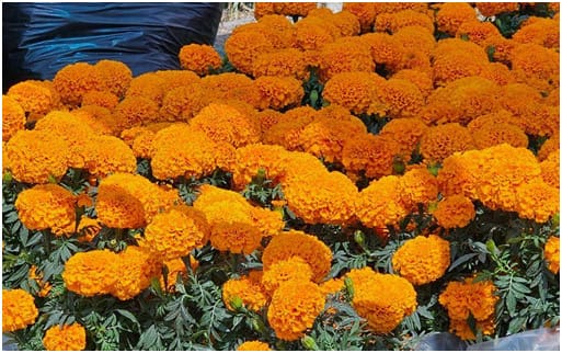 Inicia en Hidalgo la siembra de cempasúchil para las celebraciones de Día de Muertos imagen destacada