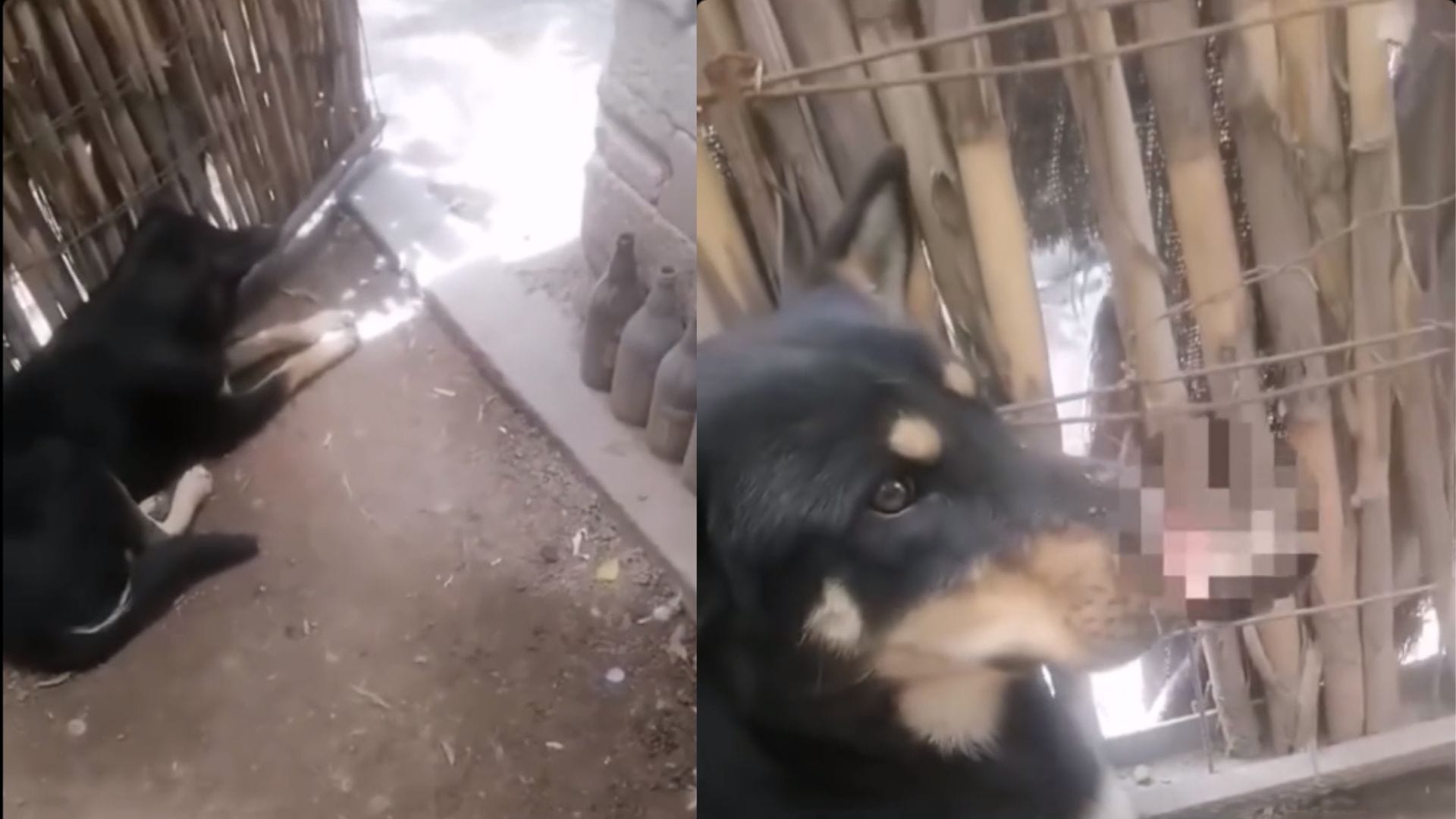 Denuncian presunto caso de maltrato animal en Tasquillo; piden atención para "Botas" imagen destacada