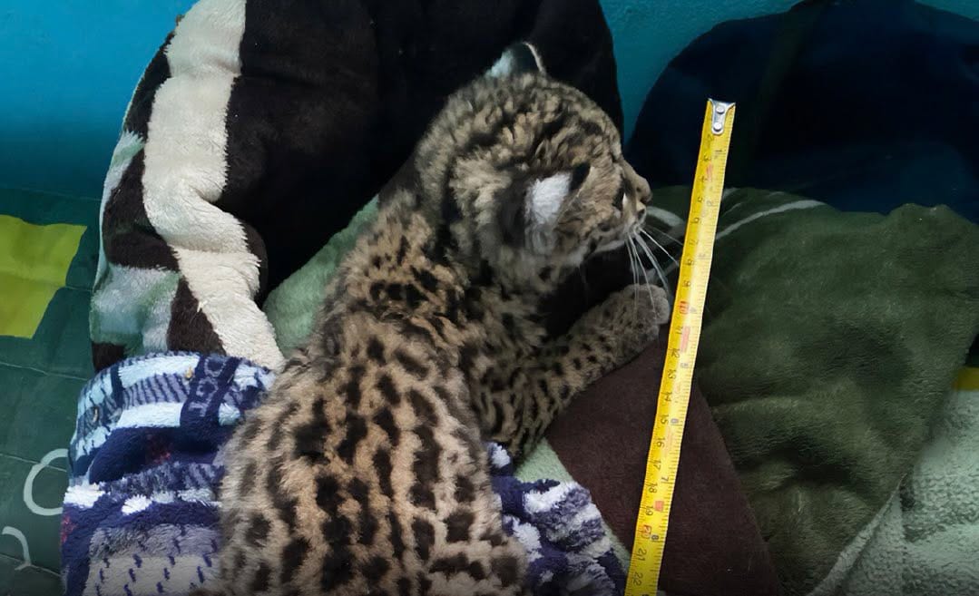 Rescatan a cachorra de tigrillo de un domicilio particular en Calnali, Hidalgo imagen destacada