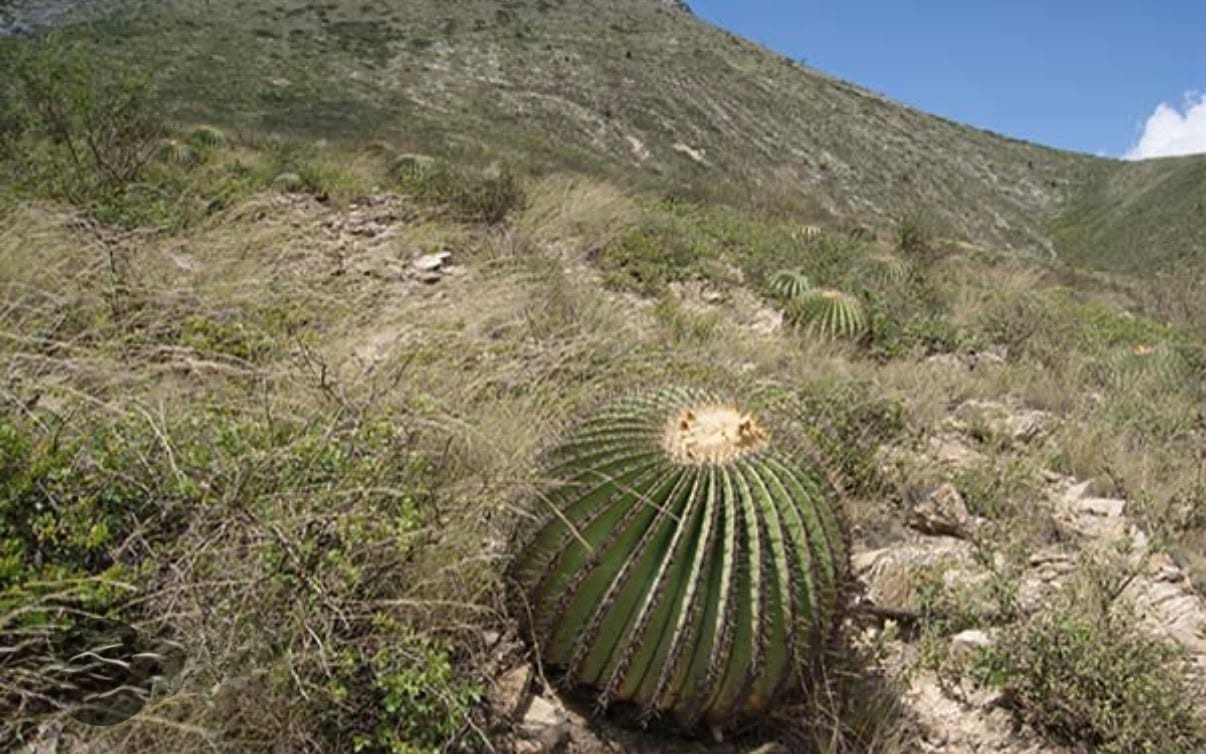 Extraen ilegalmente biznagas en el Valle del Mezquital imagen destacada