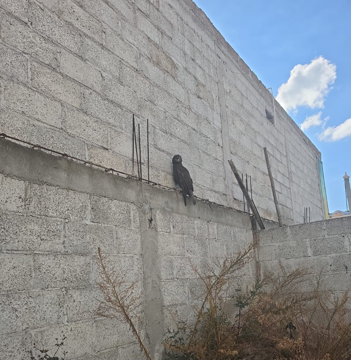 Rescatan águila negra de una barda en Tulancingo imagen destacada
