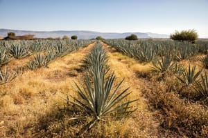 Día del Tequila: Herradura reafirma su esencia con innovación y raíces firmes imagen destacada