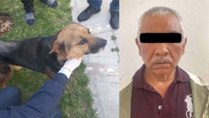 Rescatan a perrita en condiciones críticas en Mineral de la Reforma; hay un detenido por maltrato animal imagen destacada