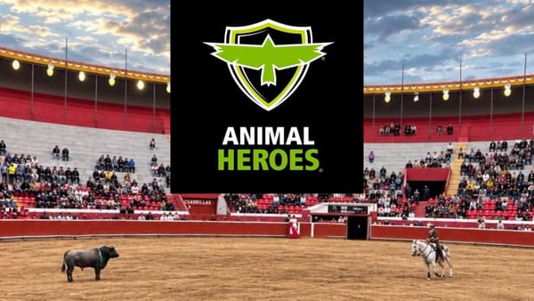 Entrevista: Animal Heroes impugna corridas de toros en Tlahuelilpan; juez niega suspensión